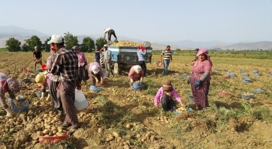 Hem farelerle hem de sıcak havayla mücadele ediyorlar