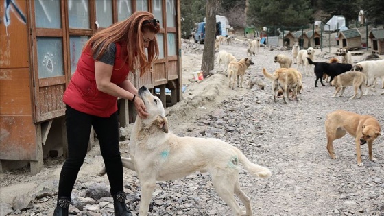 Her gün 500 köpeği besliyorlar