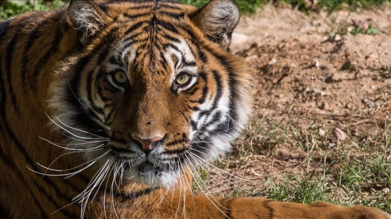 Hindistan'da 6 ayda 90 leopar öldürüldü