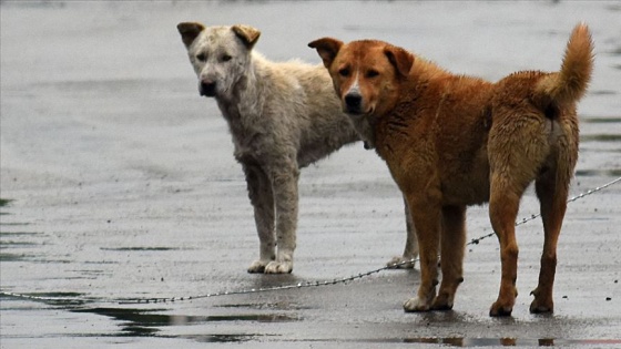 Hindistan&#039;da bir eyalette köpek eti satışı yasaklandı