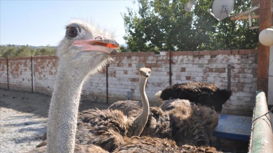 Hobi olarak deve kuşu yetiştiren oyuncakçı, talep artınca çiftlik kurdu