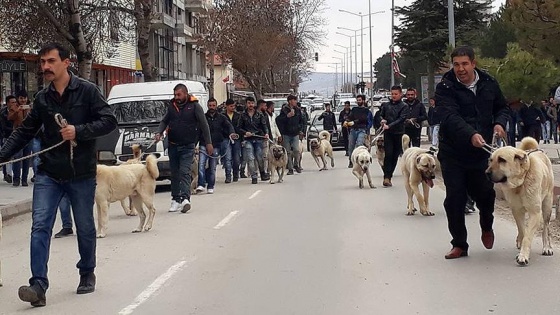 Hollanda'ya Kangal köpekli tepki