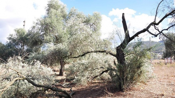 Hortum zeytin ağaçlarını söktü