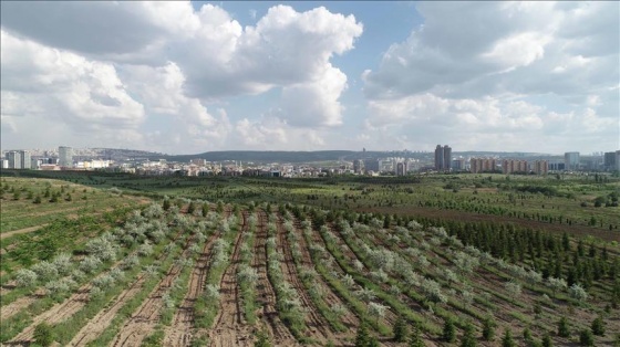 Hükümlüler 700 binin üzerinde fidan dikti