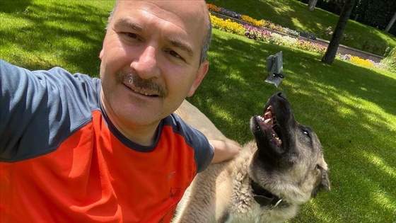 İçişleri Bakanı Süleyman Soylu sahiplendiği sokak köpeklerinin fotoğraflarını paylaştı