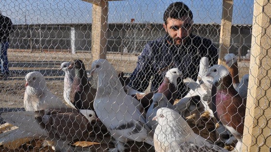 İcralık güvercinlere 'toplu satış' nedeniyle alıcı çıkmadı