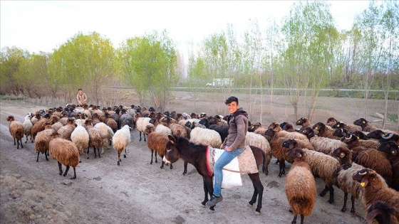 Iğdır'da çobanların mesaisi başladı