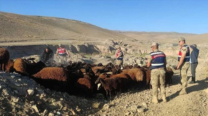 Iğdır'da çalınan 118 koyunu JASAT ekibi buldu