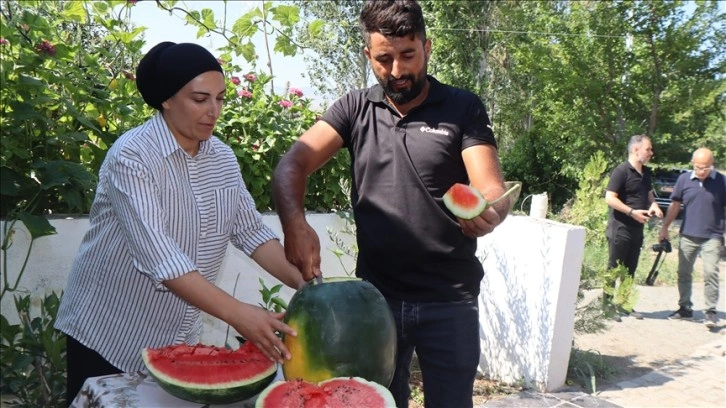 Iğdır'da üretilen karpuzun dördüncü hasadı başladı