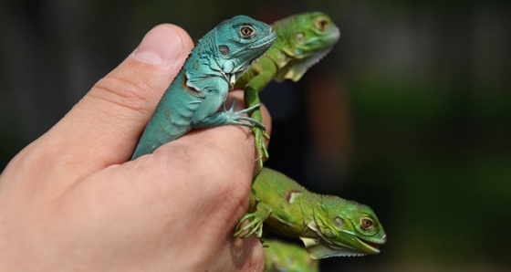 İguana yavruları ilgi odağı oldu