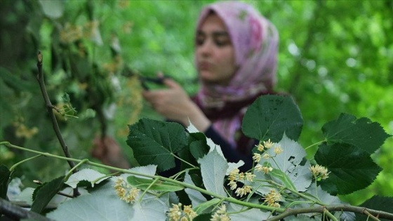 'Ihlamurlar altında' mis kokulu hasat zamanı