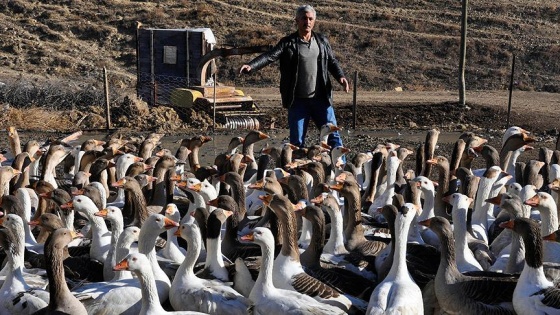 İki kazla başladı, çiftlik kurdu