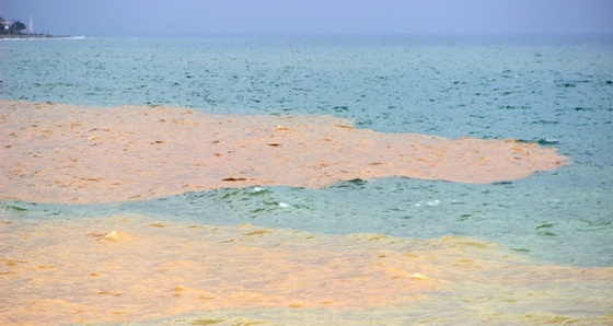 İki renge dönüşen deniz görenleri şaşırttı