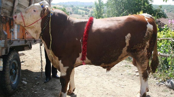 İki tonluk 'Kral' 30 bin liradan satışta