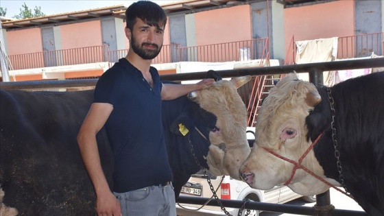 'İkiz kardeşler' kurban pazarının gözdesi oldu