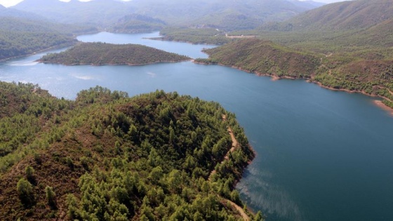 İklim değişikliğine karşı ağaçlandırma