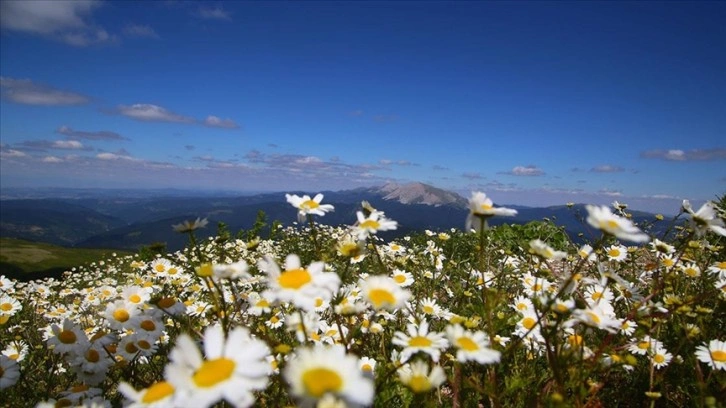 Ilgaz Dağı ağustosta ilkbaharı yaşıyor