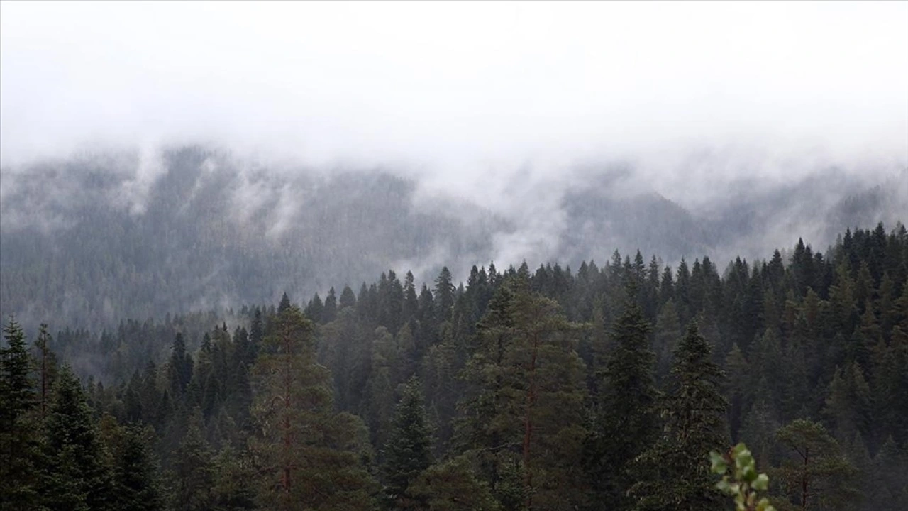 Ilgaz Dağı'nda sis etkili oldu