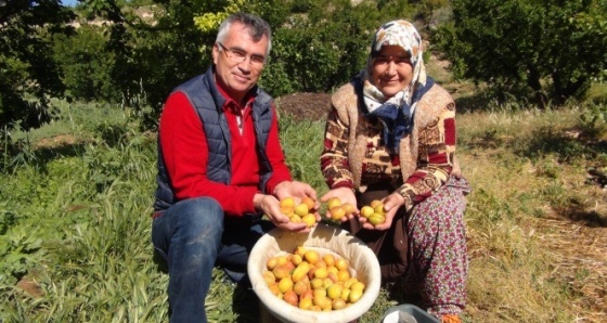 İlk kayısı hasadı başladı