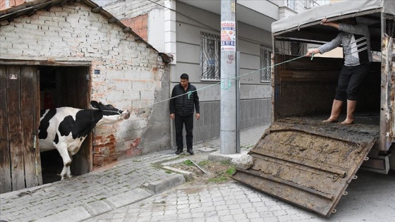 İneklerini vermemek için kendini ahıra kilitledi