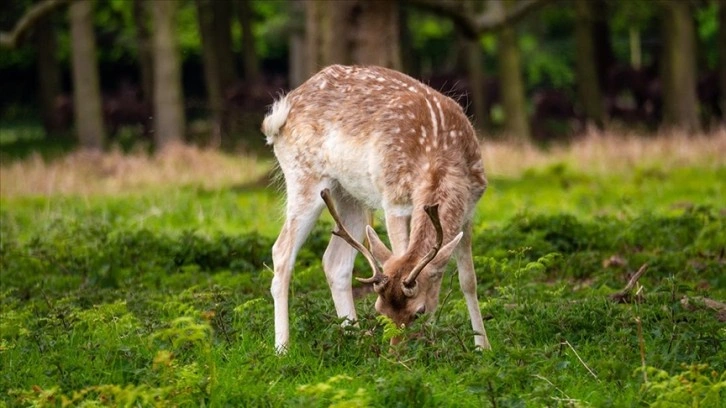 İngiltere, 2 milyona ulaşan geyik popülasyonuyla baş etmeye çalışıyor