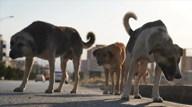 Irak'ın Süleymaniye kentinde sahipsiz köpeklerin halk için tehlike oluşturduğu belirtiliyor