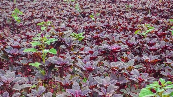 İş insanı tıbbi ve aromatik bir bitki olan 'amarant' üretiminde söz sahibi olmak istiyor