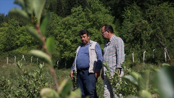 İş insanının memleketine yaptığı girişim bölgedeki çiftçileri aronyaya yöneltti