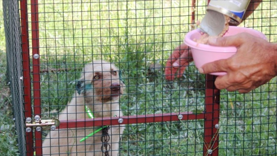 İşkence edilen köpeğe okul bahçesi yuva oldu