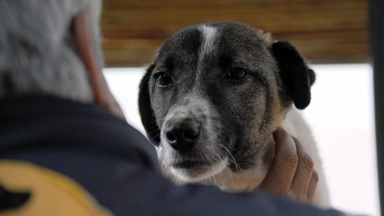 İşkence gören köpeğe gurbetçi kadın sahip çıktı