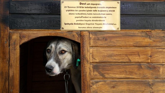 İşkence gören köpek engellilerin 'Dost'u oldu