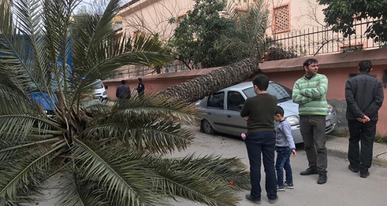 İskenderun'da fırtına ağaçları devirdi, otomobillere zarar verdi