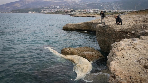 İskenderun Körfezi'nde görülen 12 metre uzunluğundaki ölü balina yavrusu kıyıya vurdu