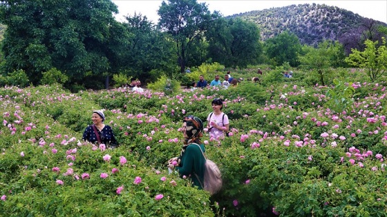 Isparta'nın 'gül bahçeleri' rengarenk