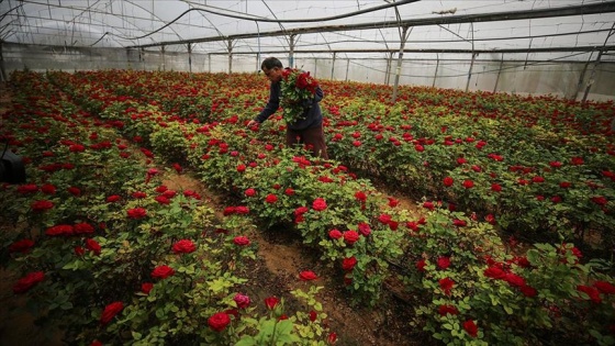 İsrail ablukasına direnen Gazze'deki çiçek yetiştiriciliği Kovid-19/ koronavirüse yenildi