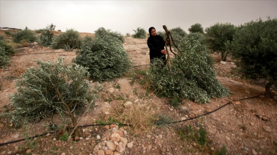 İsrail askerleri Batı Şeria’da Filistinlilere ait 2 bin zeytin ağacını söktü