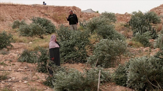 İsrail askerleri Batı Şeria'da Filistinlilere ait onlarca zeytin ağacını söktü