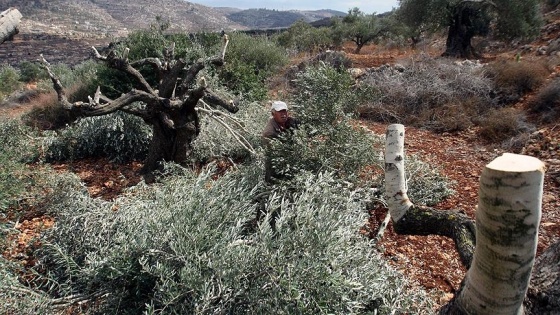 İsrail güçleri Batı Şeria'da Filistinlilere ait 150 zeytin ağacını söktü