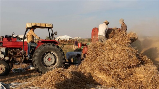 İsrail’in buğday hasadını önlediği Filistinli çiftçiler zararda