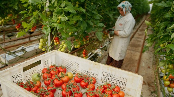 İsrail Türkiye'den ithal edilecek domatesten vergi almayacak