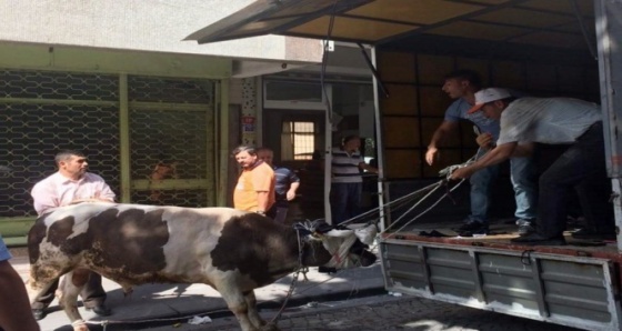 İstanbul’da kaçan boğa dehşet saçtı: 3 yaralı