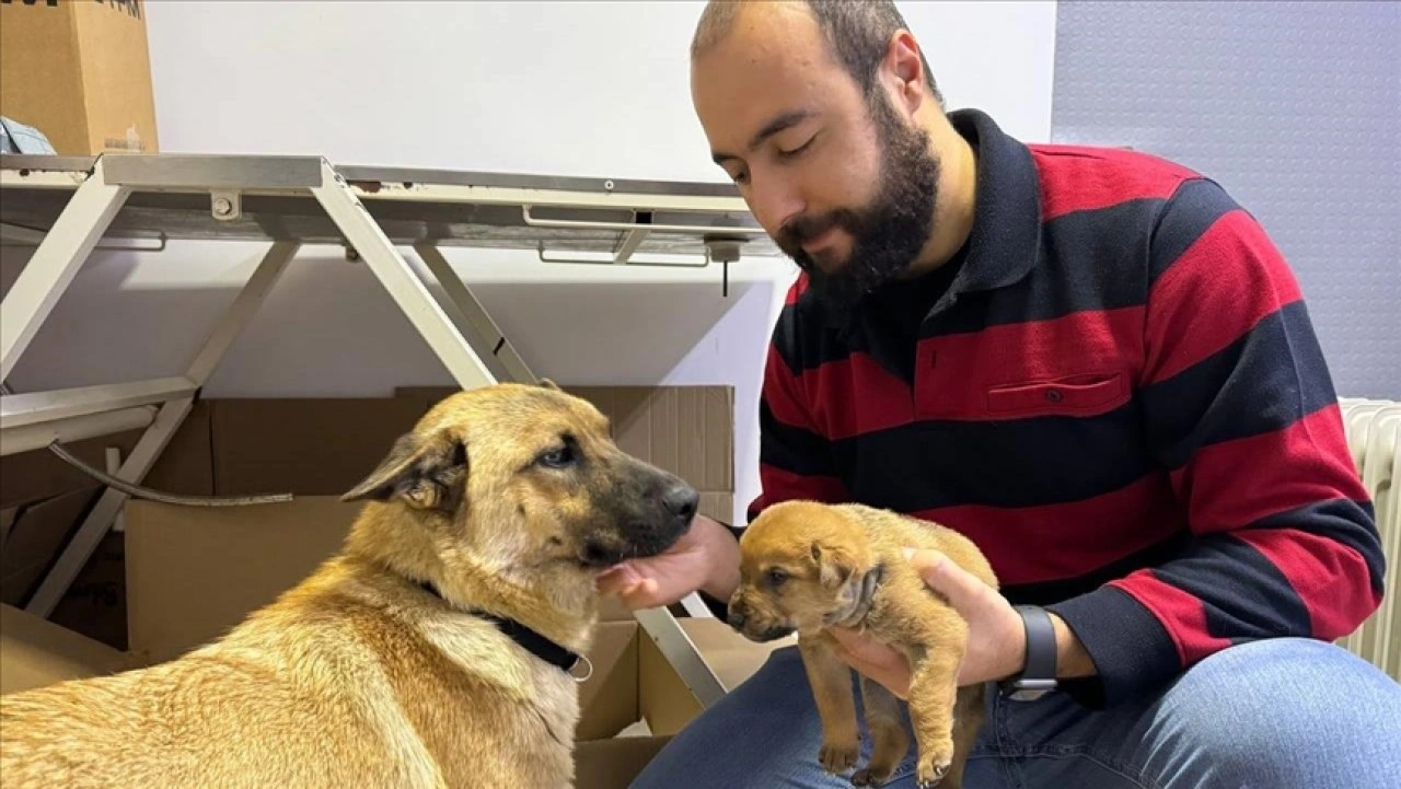 İstanbul'da sahipsiz köpek ölmek üzere olan yavrusunu veterinere getirdi