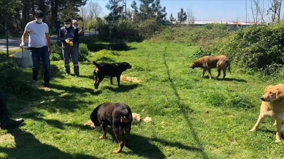 İstanbul'da sokak hayvanları unutulmadı