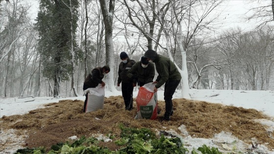 İstanbul'da yaban hayvanları için yem bırakıldı