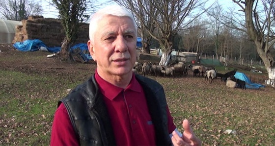 İstanbul'da yöneticiliği bıraktı, Sakarya'da koyun yetiştiriyor