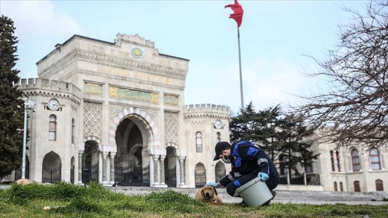 İstanbul'daki belediyeler sokak hayvanlarına sahip çıkıyor