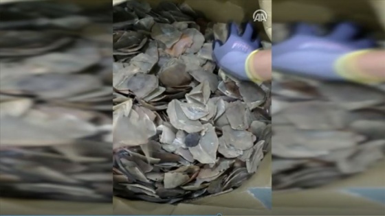 İstanbul Havalimanı'nda 1,2 ton pangolin pulu ele geçirildi