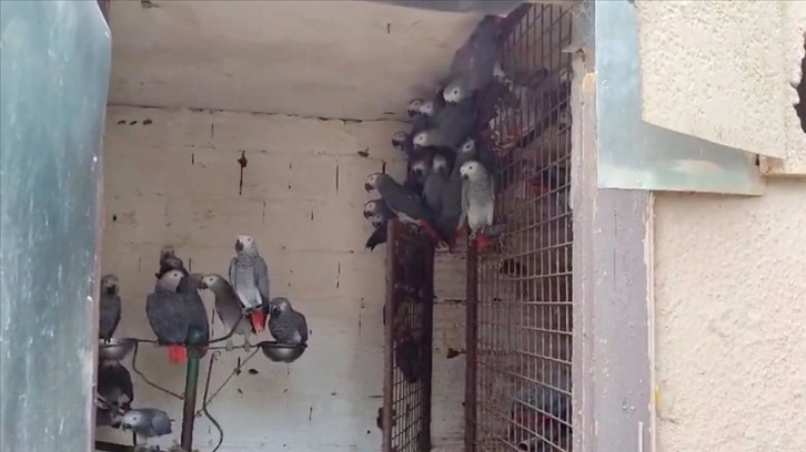 İstanbul Havalimanı'nda 309 papağana el konuldu