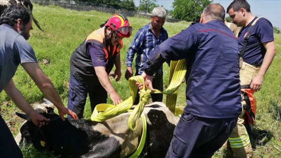 İstanbul itfaiyesi bir yılda 21 bin 582 hayvan kurtardı