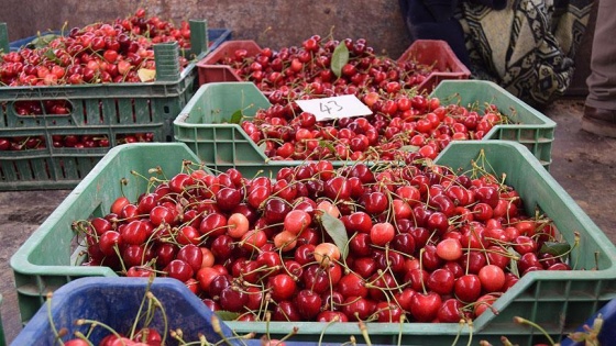 İstanbul'un kirazı Sakarya Vadisi'nden